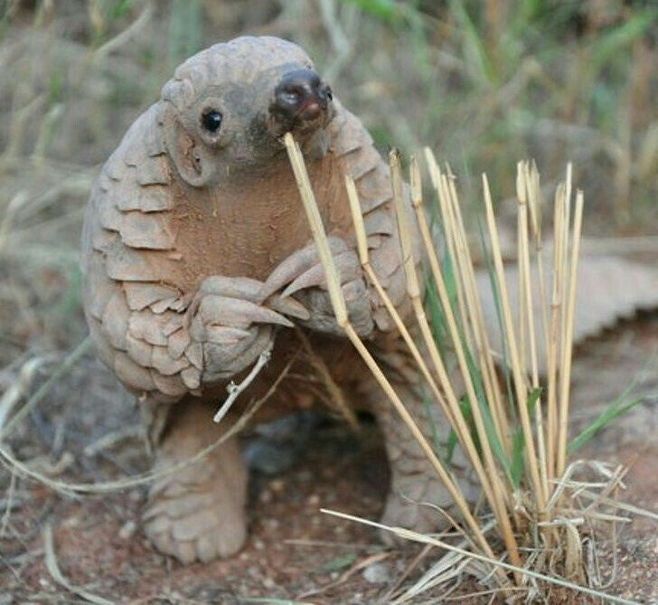 Pangolin: niezwykły pancerzowy strażnik natury