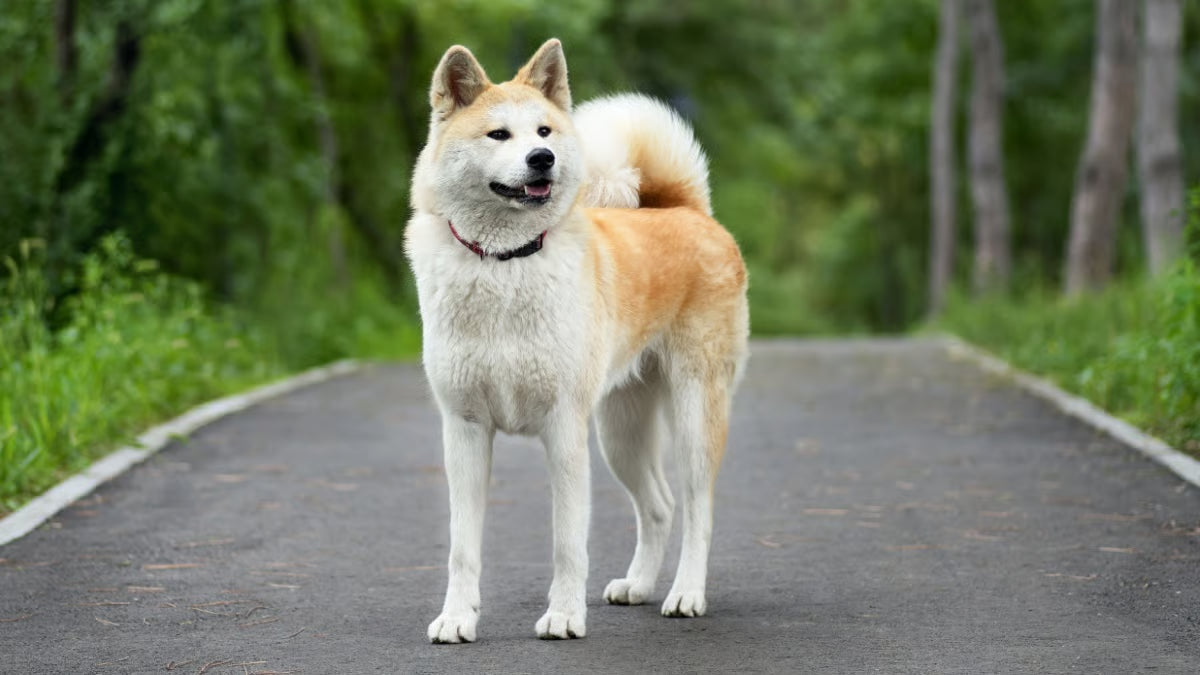 Akita Inu: przewodnik po charakterze, pielęgnacji i historii tasy