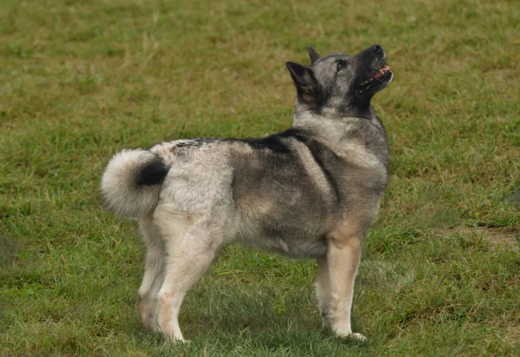 Buhund norweski – rasa psa z Półwyspu Skandynawskiego