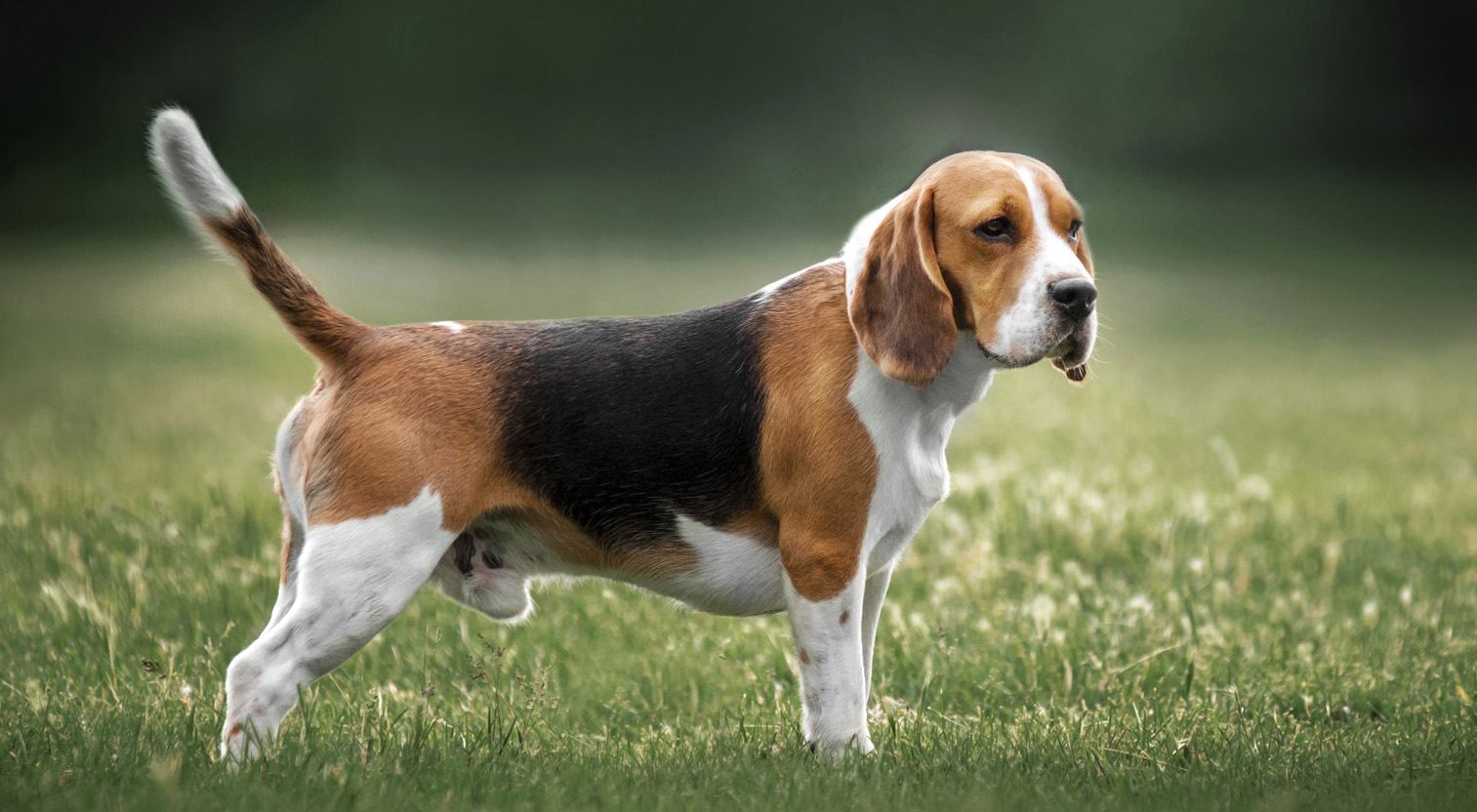Jak znaleźć rasowego beagle’a z hodowli?