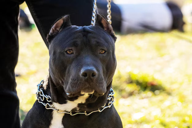 Amstaff Black Panther: Charakterystyka, zdrowie i pielęgnacja tej wyjątkowej rasy