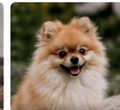 instagram pomeranian bez handle