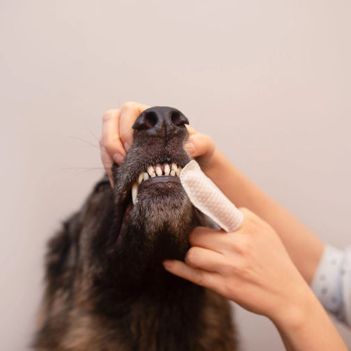 Vet Expert Caryodent Finger Wipes – czyściki do zębów dla psa i kota (50 szt.)