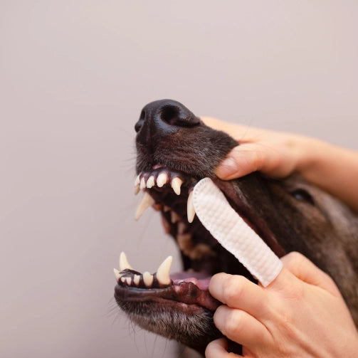 Vet Expert Caryodent Finger Wipes – czyściki do zębów dla psa i kota (50 szt.)