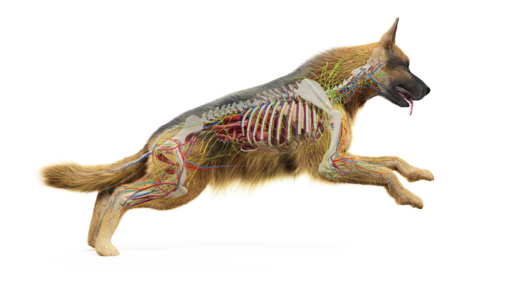Anatomia psa – co warto wiedzieć o budowie pupila?