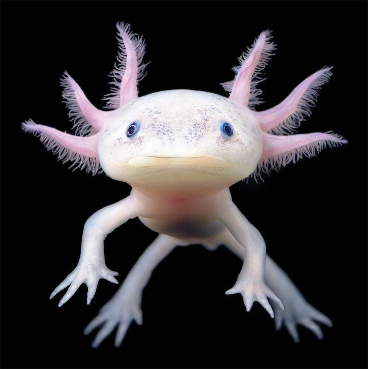 Aksolotl (Ambystoma meksykańska) – Fascynujące zwierzę, które warto poznać