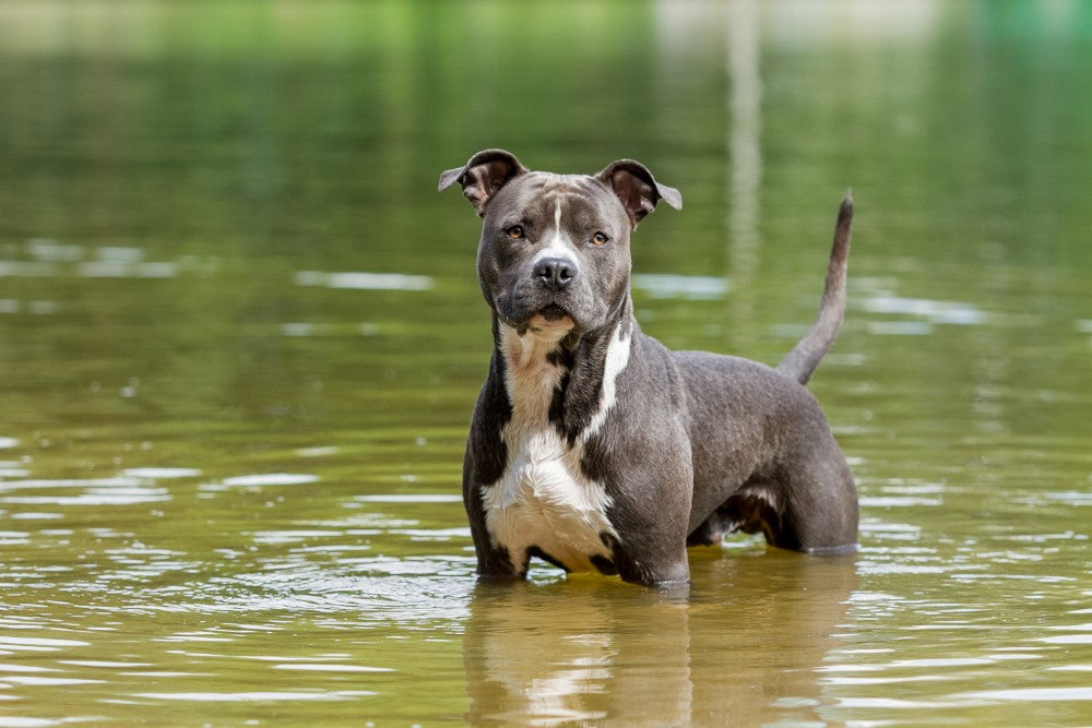 Amstaff Blue – Charakterystyka i osobowość niebieskiego amerykańskiego Staffordshire Terriera