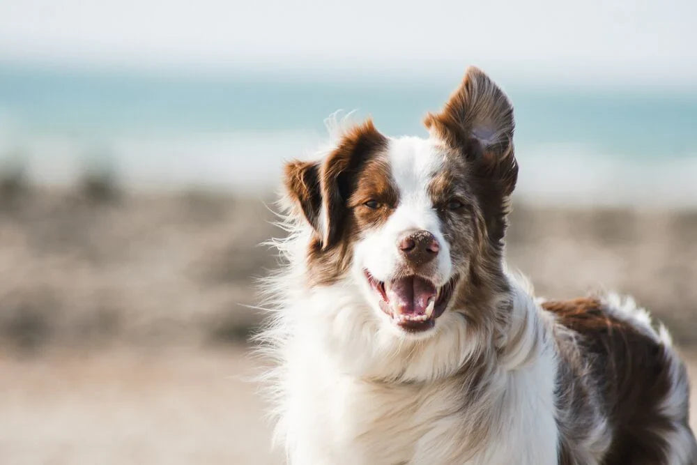 Border Collie Blue Merle: Wyjątkowe umaszczenie i fascynujący charakter