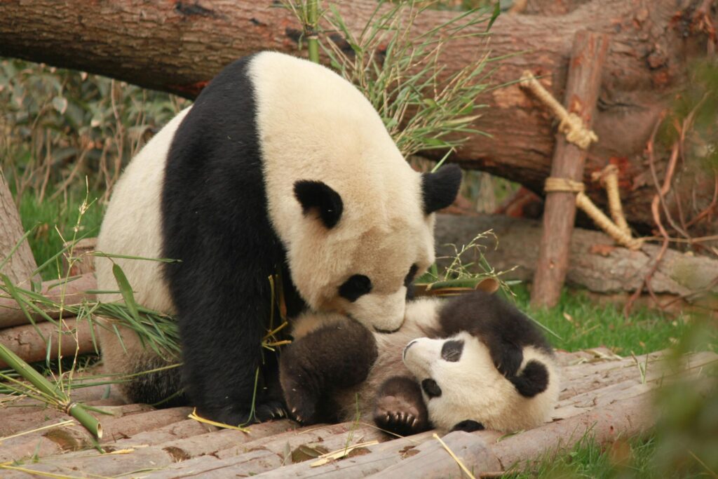 Panda wielka: historia, ekologia I znaczenie dla świata
