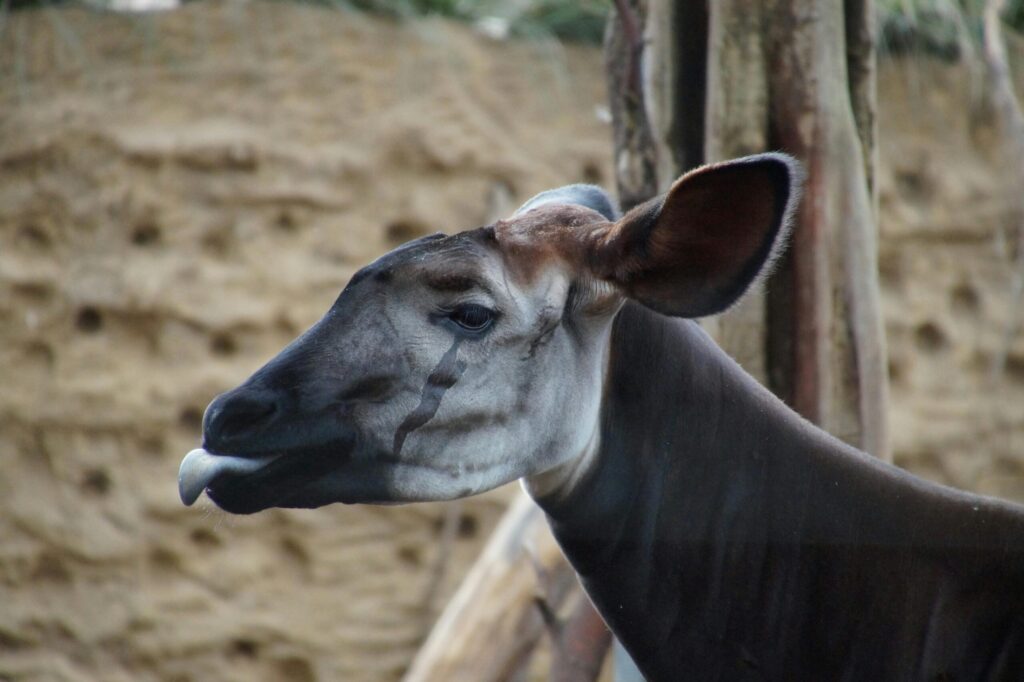 Spotkanie z Okapi: Żyrafa, Zebra i… coś jeszcze?