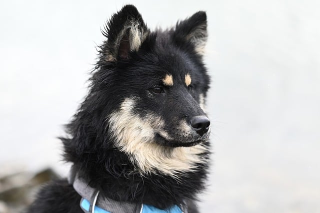 Zwinność u psów: Jak zbudować własny tor przeszkód w domu?