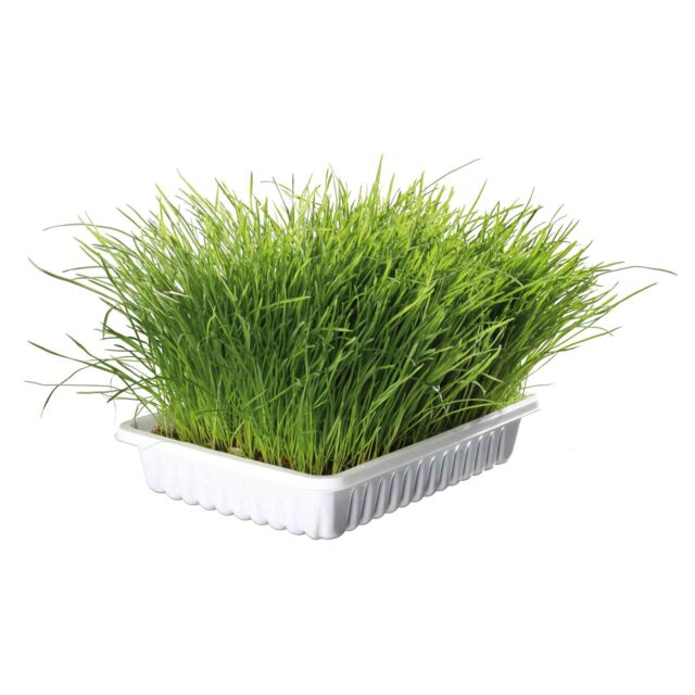 TRIXIE trawa dla kota w pudełku (100g)