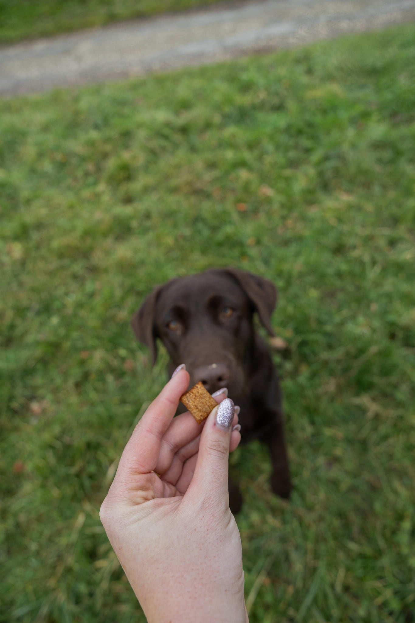 Zolux Crunchy Dog – kurczak (75 g)