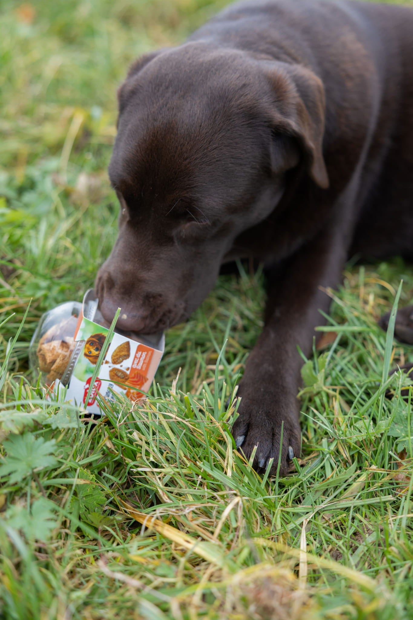 Zolux Crunchy Dog – łosoś (75 g)
