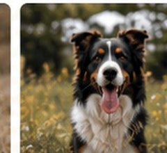 instagram border collie bez handle