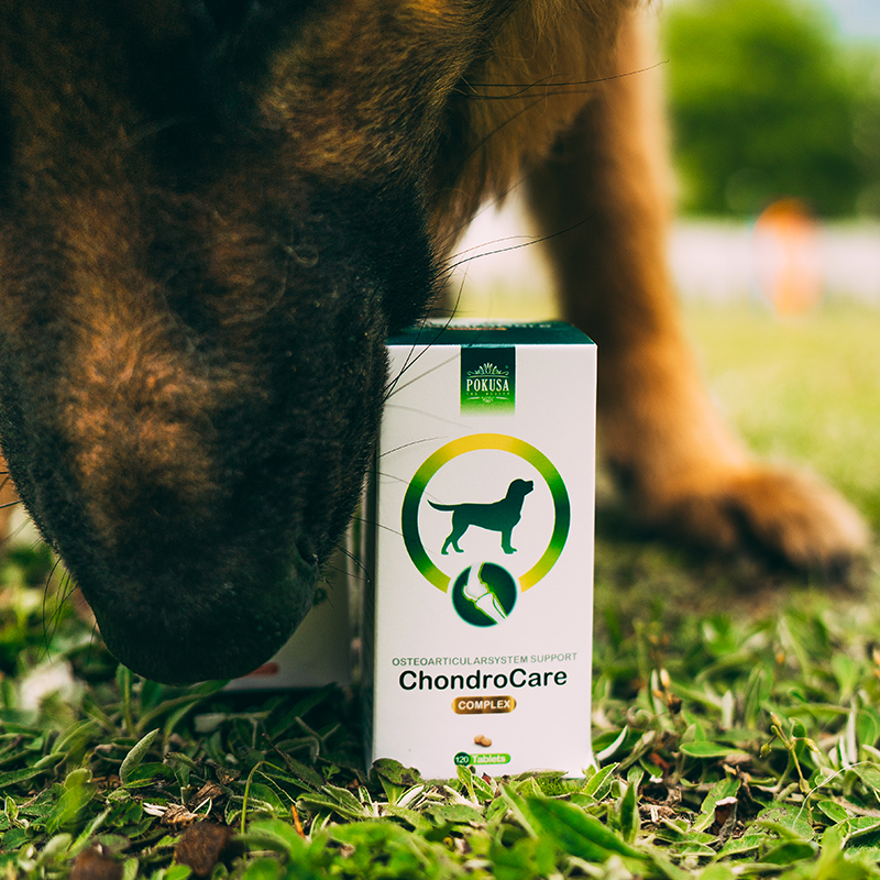 Pokusa ChondroCare – na stawy dla psa dorosłego w tabletkach (120 szt.)